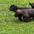 Cane Corso 6 thumbnail