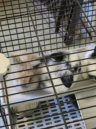 Lionhead Bunnies (Leroy/Thompson)63871911121281121