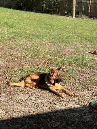 Rehoming 3 year old Female German Shepherd (Milton)63836590341761120