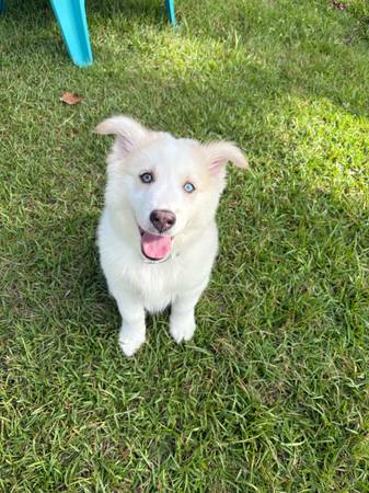 Cachorro Husky/Lab (Jacksonville)63925384940802122