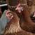 Amish Chickens 2 thumbnail