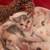 Calico kitten needs loving indoor family 3 thumbnail
