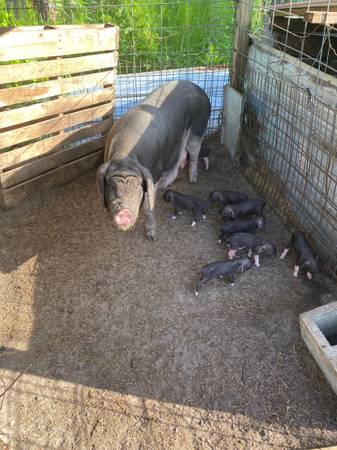 MEISHAN  PIGLETS 1