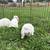 Mini lop rabbits 2 thumbnail