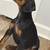 Doberman puppy 5 thumbnail