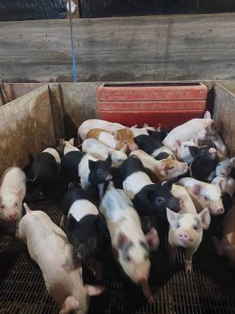 PIGS FOR SALE 1