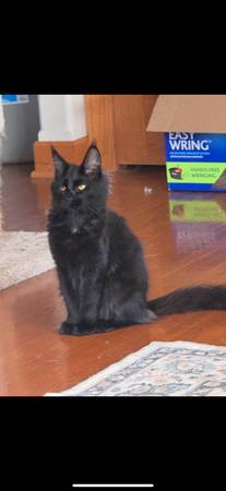 Mainecoon Mix? (onawa)63961118186499120
