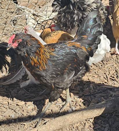 Olive Egger Rooster 1