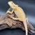 Bearded Dragons 3 thumbnail