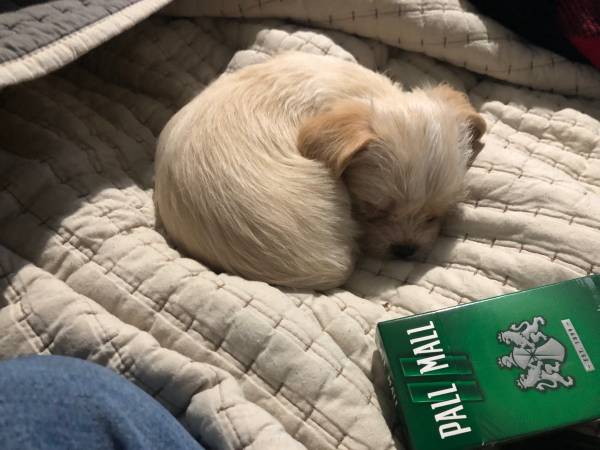 Small puppy 1