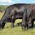 HERD SELLOUT 12 Bred Cows 22 thumbnail