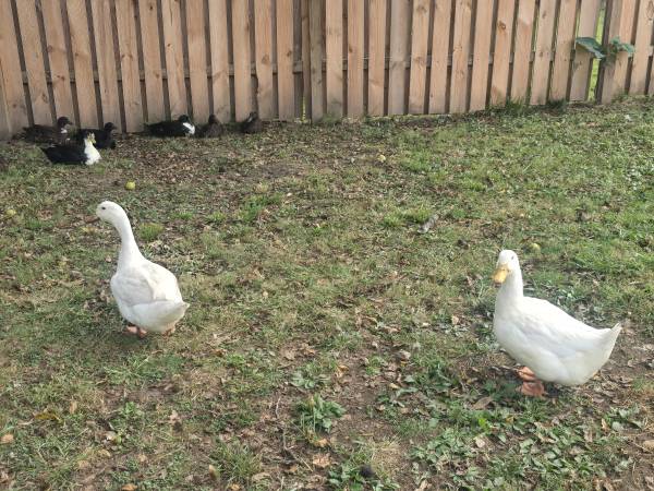 Ducks (Pleasanton)63903109837826123