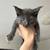 Maine Coon x Scottish mix 6 thumbnail