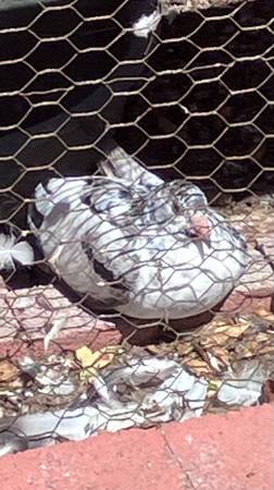 Homing Pigeons 1