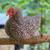 Rooster 1 thumbnail