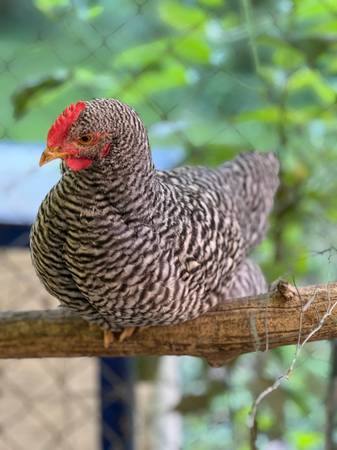 Rooster 1