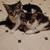 Kittens to good home approx 8 weeks old 3 thumbnail