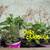 No need to water fragrant plants 8 thumbnail