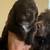 Rehoming Cocker Spaniel Puppies. 2 thumbnail