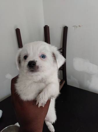 Male puppy 1