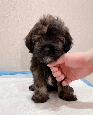 Adopción hoy63853557652355123