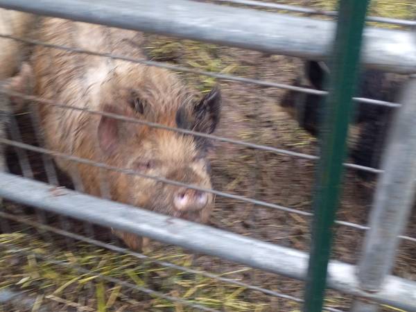 Kune kune pig 1
