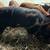 Kune Kune Cross Boar piglets - very friendly! 4 thumbnail