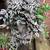 Beautiful plants 4 thumbnail