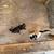 Two Kittens 1 thumbnail