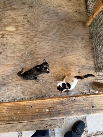 Two Kittens 1