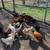 Beautiful pullets(Pollas) for sale!! 6 thumbnail