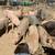 Pigs for sale 1 thumbnail