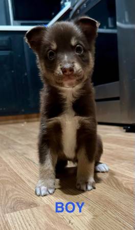 Husky Lab Puppies (Topeka)64194927745539121