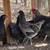 Rhode Island Reds Chicken 🐔 Hens Pullets Roosters Ameraucana * Easter Egger 12 thumbnail