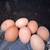 Welbar Hens 4 thumbnail