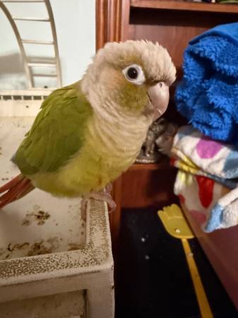 Green chheck 1
