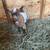 NIGERIAN DWARF GOAT-Patch 1 thumbnail