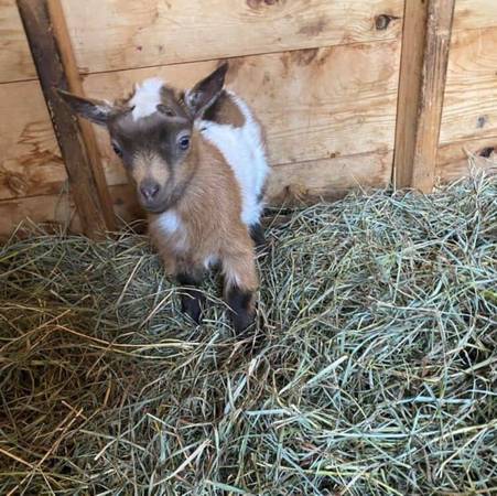 NIGERIAN DWARF GOAT-Patch 1