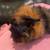 Guinea pig 1 thumbnail