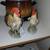 pair ceramic chicken figurines - hen & rooster 2 thumbnail