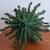 Artificial Mini Christmas Tree w/Berries, 16" Tabletop w/Plastic Stand 4 thumbnail