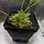 Carnivorous Plants Available 2 thumbnail