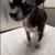 missing dog - REWARD!! 2 thumbnail