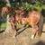 Quarter Horse Mare 5 thumbnail