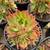 Come Visit Succulent Gardens - Vibrant Varieties Starting at $3! 6 thumbnail