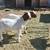 GOATS Bucklings 5 thumbnail