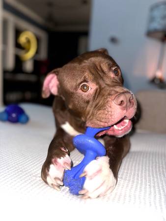 American Bully (O’Hare)63844235348483122