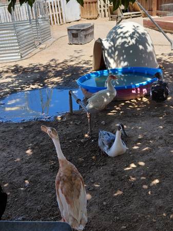Ducks 1