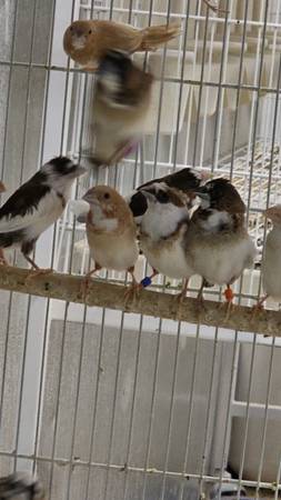 Society finch 1