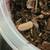 Isopods 2 thumbnail